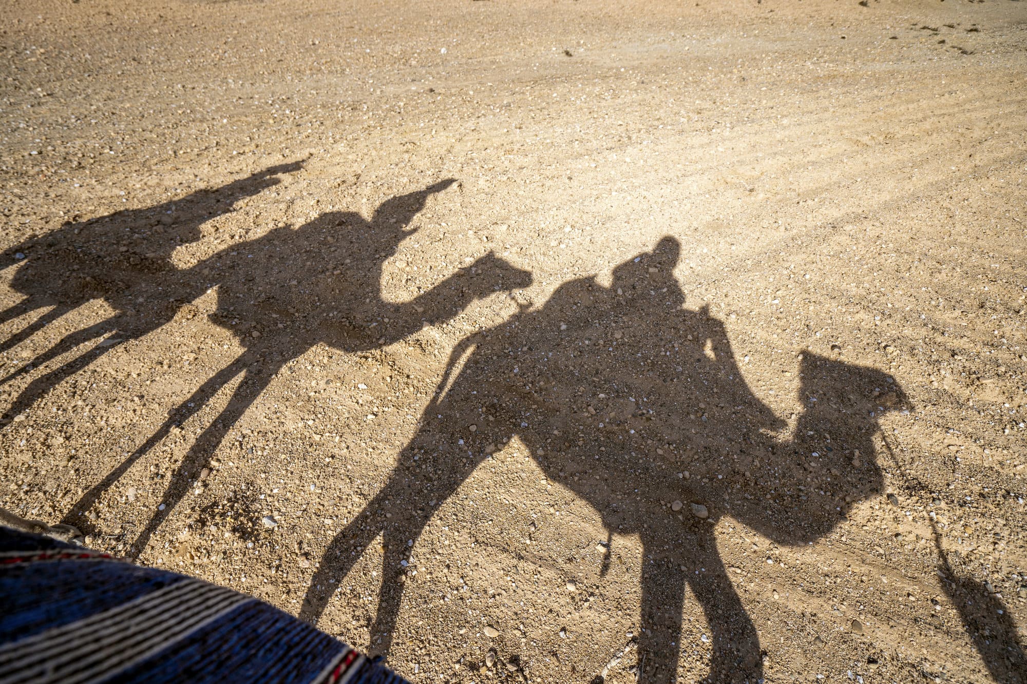 טיול גמלים במדבר אגאפי, ליד מרקש, מרוקו